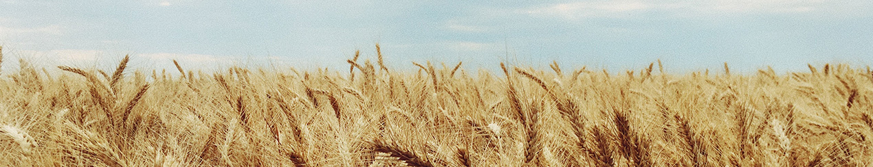 Wheat field